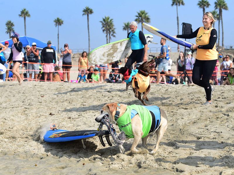 Surf dogs gallery