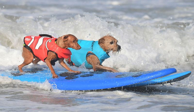 Surf dogs gallery