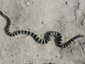 Sharjah snake scare prompts Civil Defence response