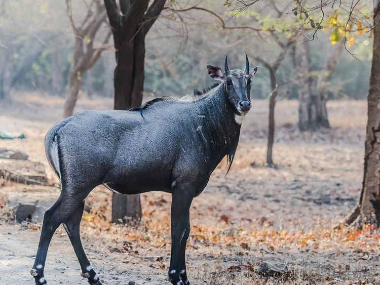India: Bihar to sterilise blue bulls and monkeys over crop damage | India –  Gulf News