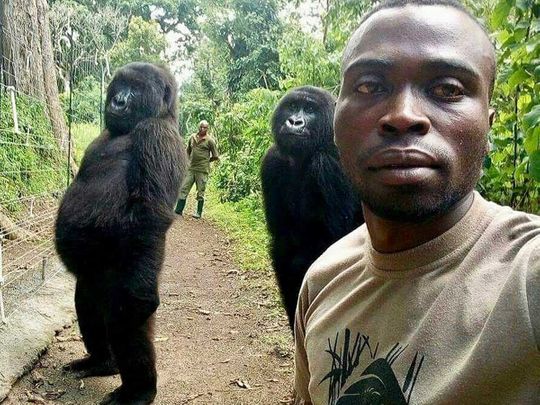 gorilla congo