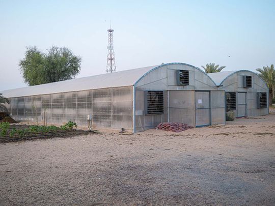  Greenhouses at MyFarm Dubai; a traditional, organic, educational, and sustainable farm in Dubai