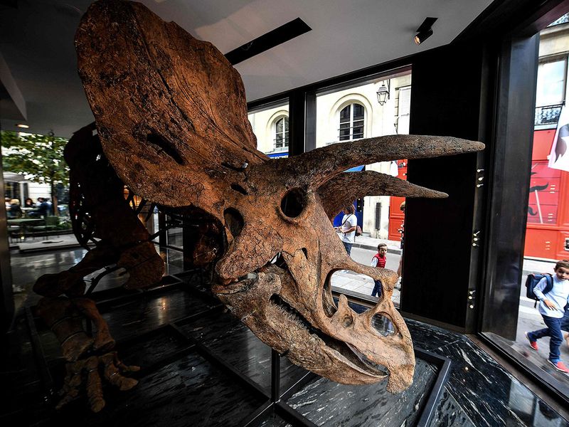 Big John triceratops gallery