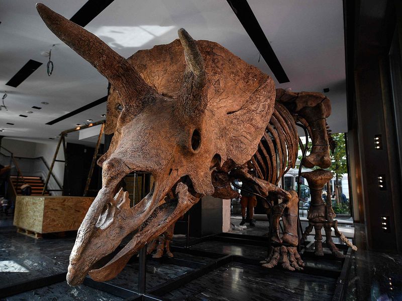 Big John triceratops gallery