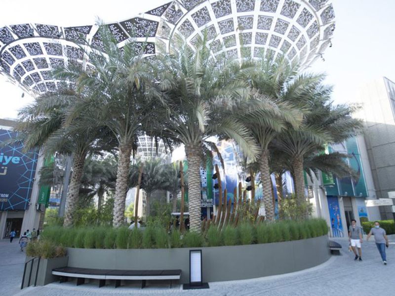 The Dubai Expo 2020 nursery housed 2,500 date palms to be later planted at the Expo site.