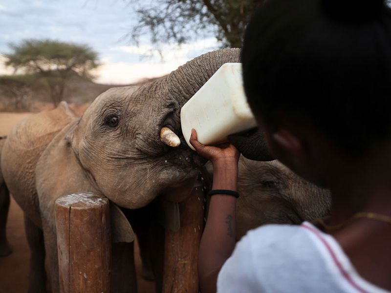 Kenyan elephant sanctuary tests goats' milk