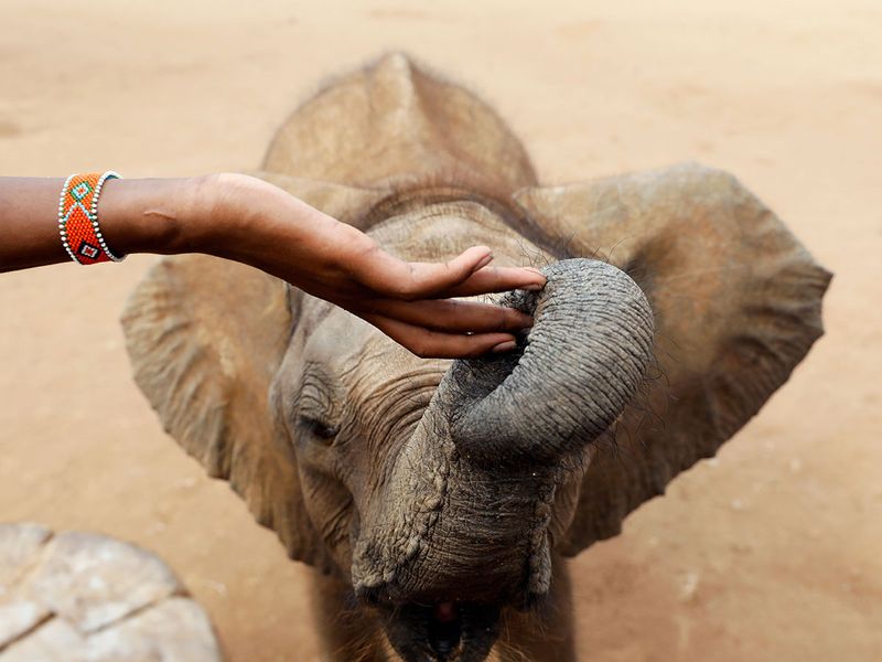 Kenyan elephant sanctuary tests goats' milk