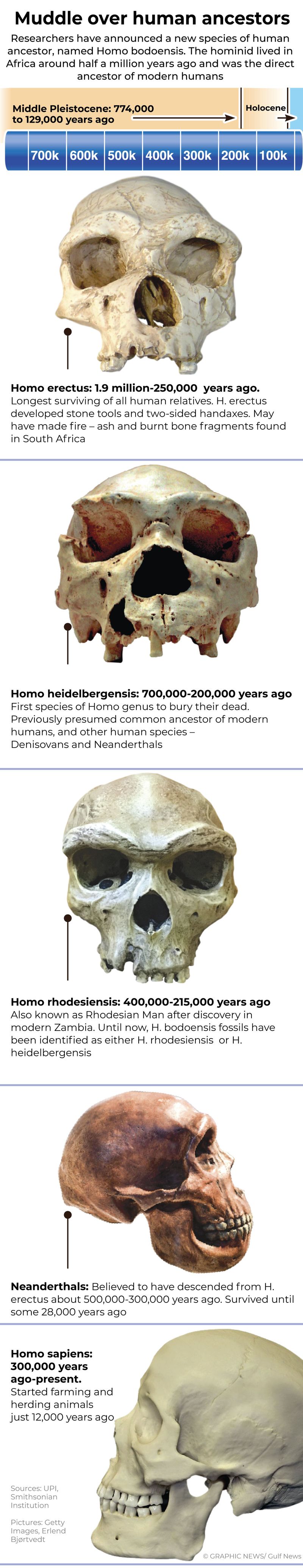 New human ancestor