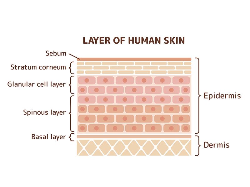 Skin medical diagram