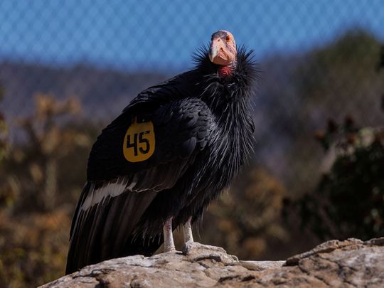 A California Condor named Molloko