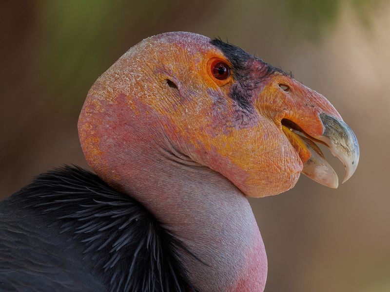 A California Condor named Molloko