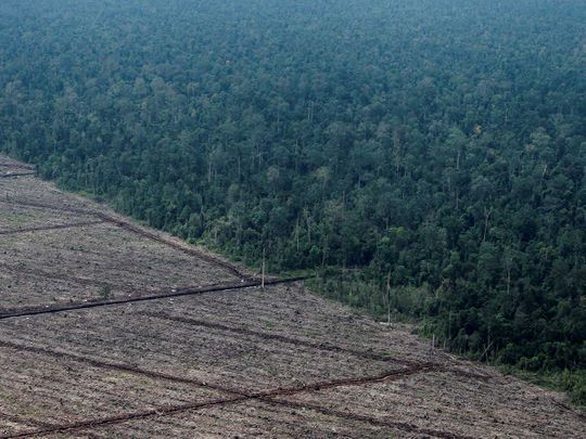 deforestation on Indonesia's Sumatra island