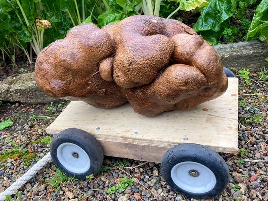 New_Zealand_Huge_Potato_18700