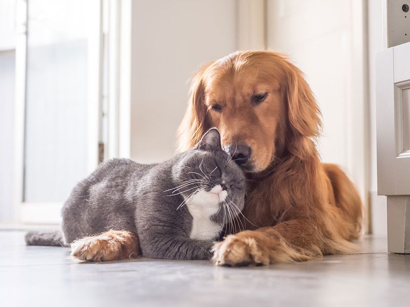 Cats or dogs? How to choose your pet in the UAE