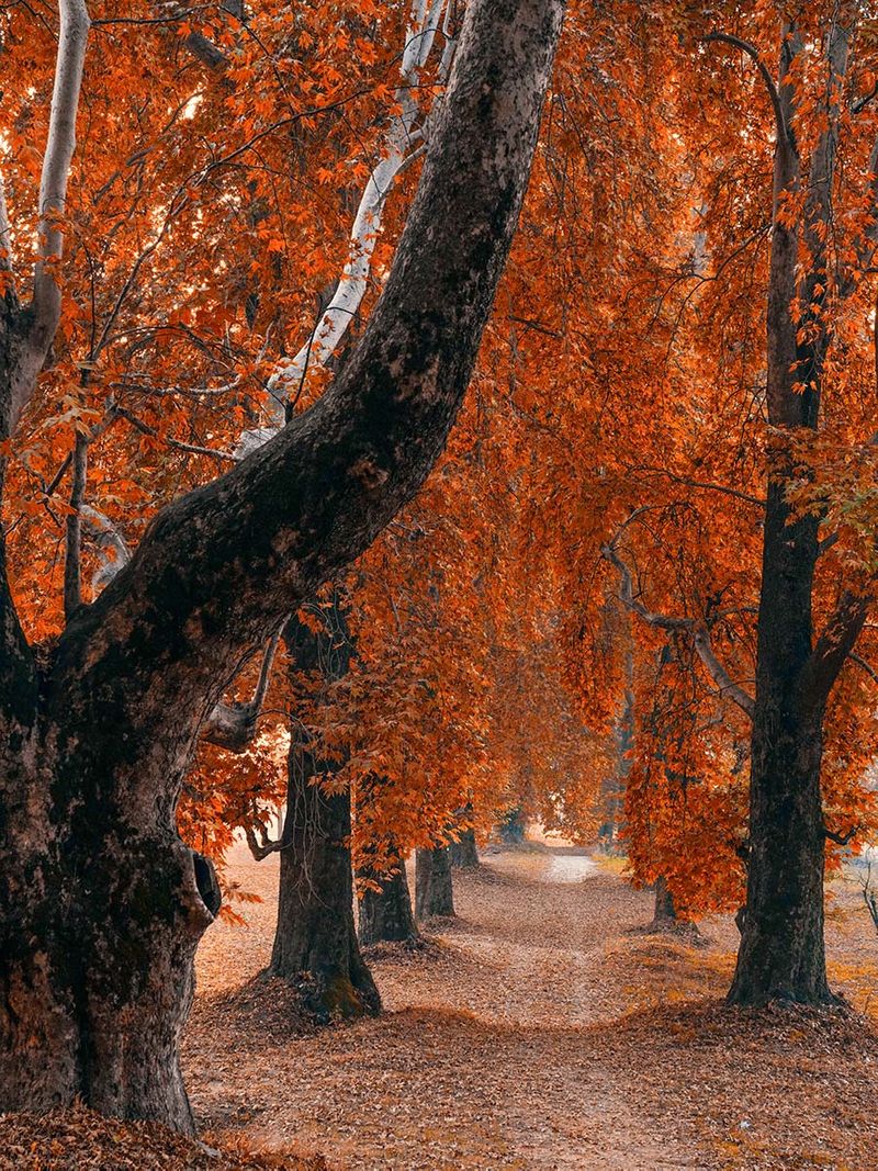 Autumn Kashmir