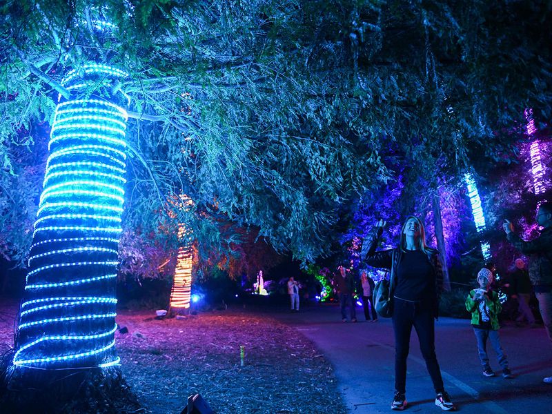 Lightscape, an light display at the Los Angeles County Arboretum and Botanic Garden