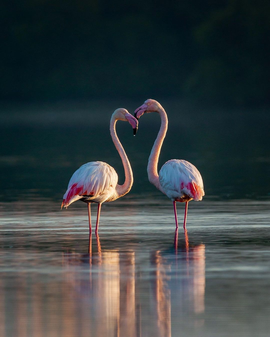 Flamingos are enjoying the early morning vibe