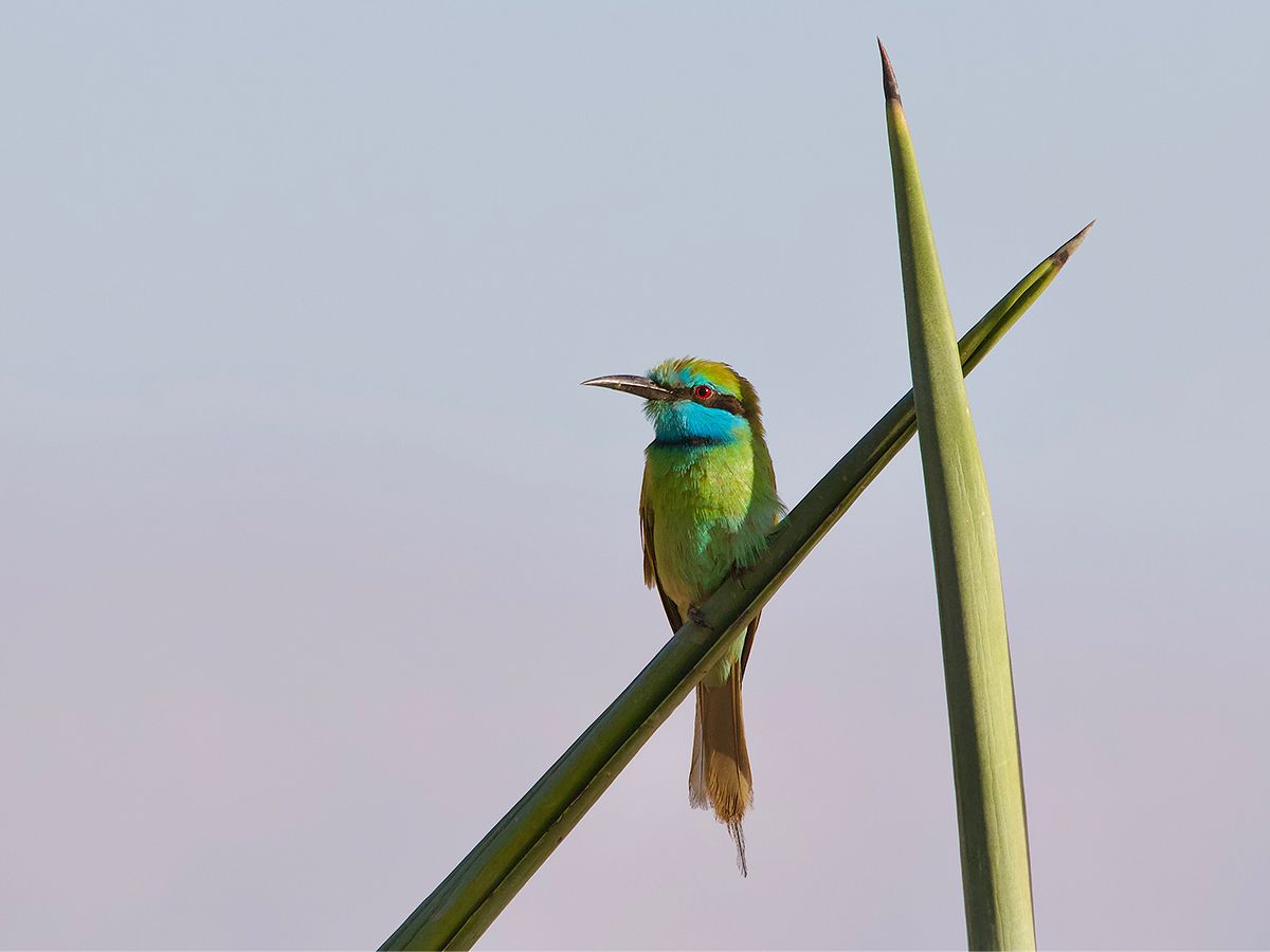 Green bee-eater 