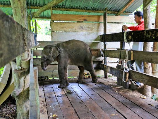 Sumatra elephant calf trunk