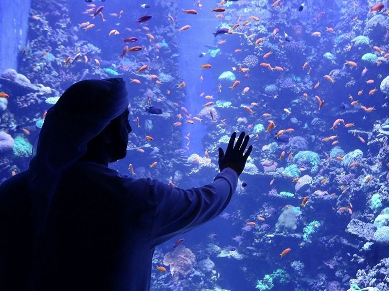  Why The National Aquarium in Abu Dhabi is a must-visit site