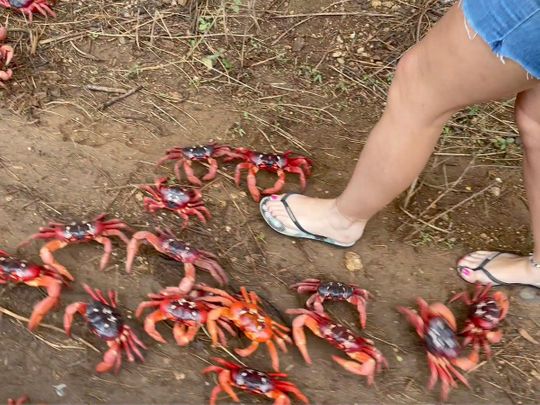 Millions Of Bright Red Crabs Shut Down Roads In Australia's Christmas 