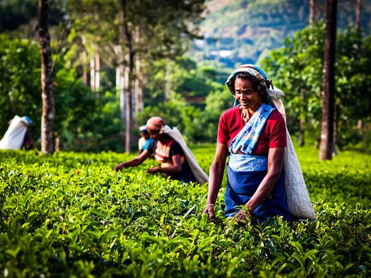 Sri Lanka tea pickers plantation farm