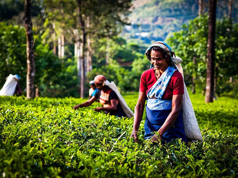 Sri Lanka tea pickers plantation farm