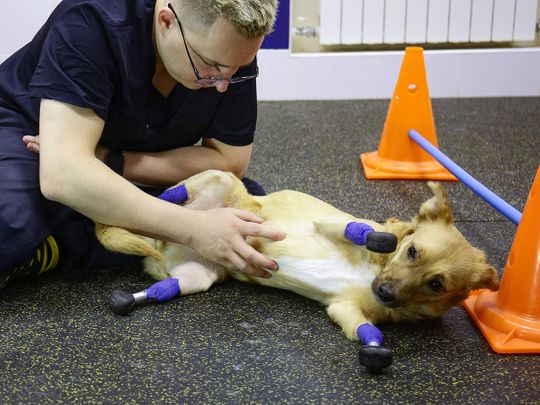 Veterinarian Sergei Gorshkov pets Monika, an amputee dog with four artificial limbs, at a vet clinic in Novosibirsk on November 19, 2021.