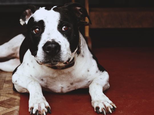 American Pit bull - banned dog breeds in UAE