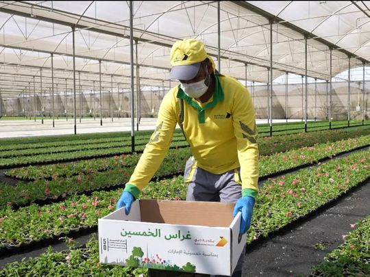 Dubai Municipality is distributing 5 million seedlings for 50th UAE National Day 