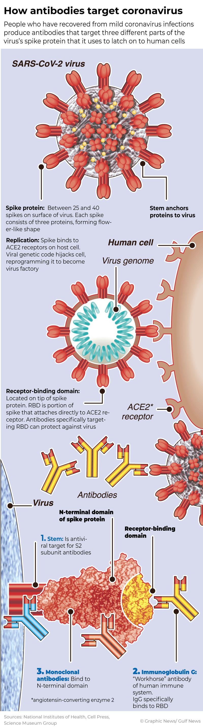 How antibodies target coronavirus