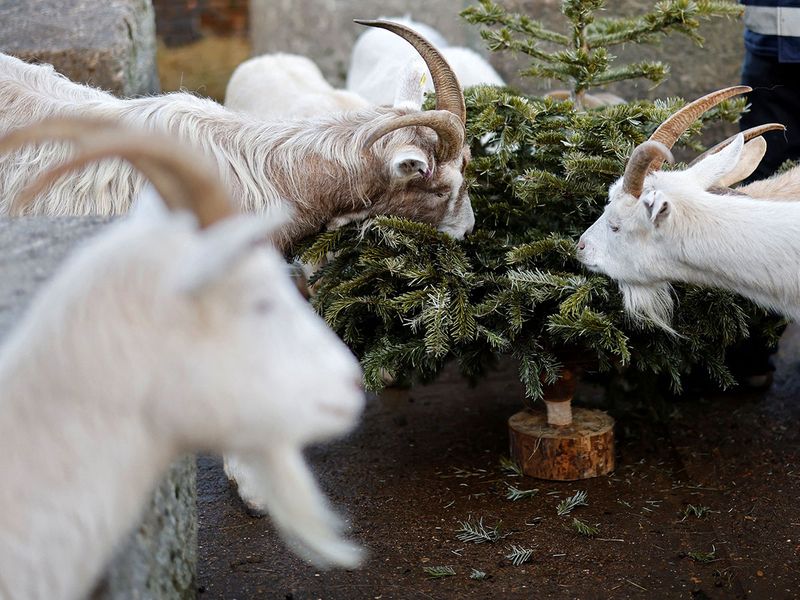 BRITAIN-ENVIRONMENT-CHRISTMAS