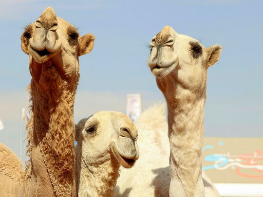 Photos: Women's Camel Beauty Contest Makes Debut In Saudi Arabia | News ...