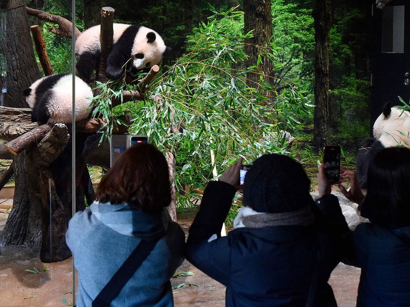 Japan Twin Pandas gallery
