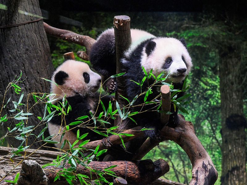 Japan Twin Pandas gallery