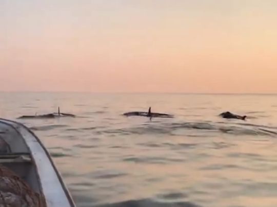 Orcas or killer whales swimming in Dubai