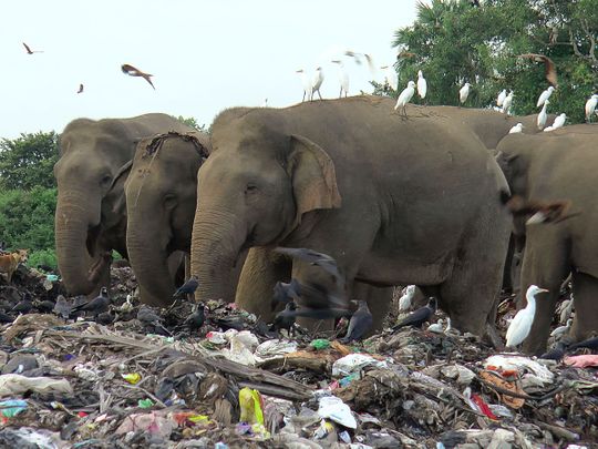 Sri_Lanka_Elephants_53121