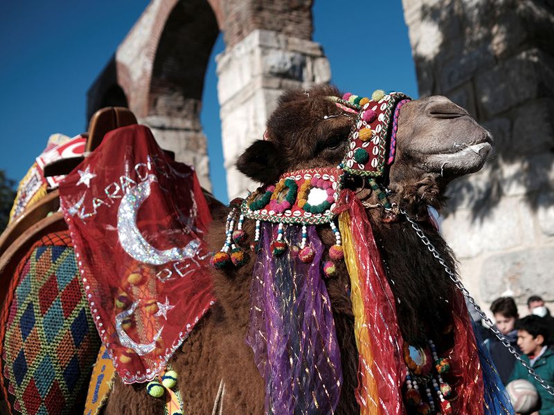 TURKEY-CAMEL gallery