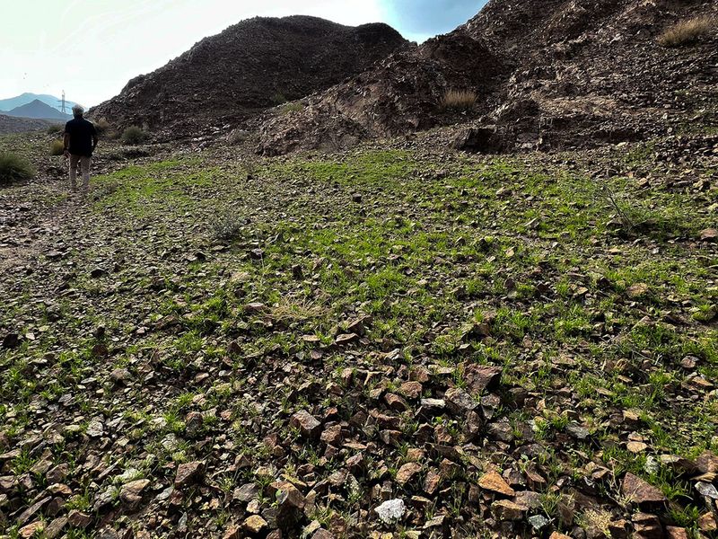 GREEN  Wadi Sfini, Musseili in Showkah area, Ras Al Khaima AHMED 2-1642778180550