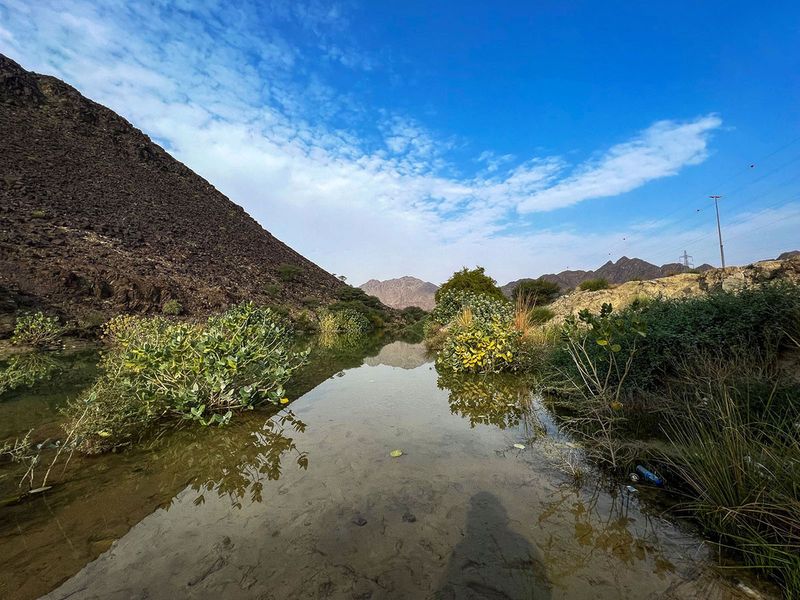 GREEN  Wadi Sfini, Musseili in Showkah area, Ras Al Khaima AHMED3-1642778148366