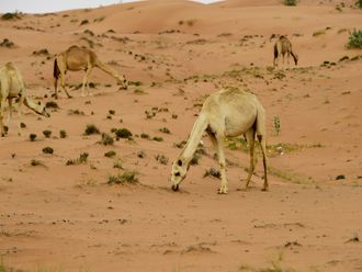 Abu Dhabi announces grazing season from May 15