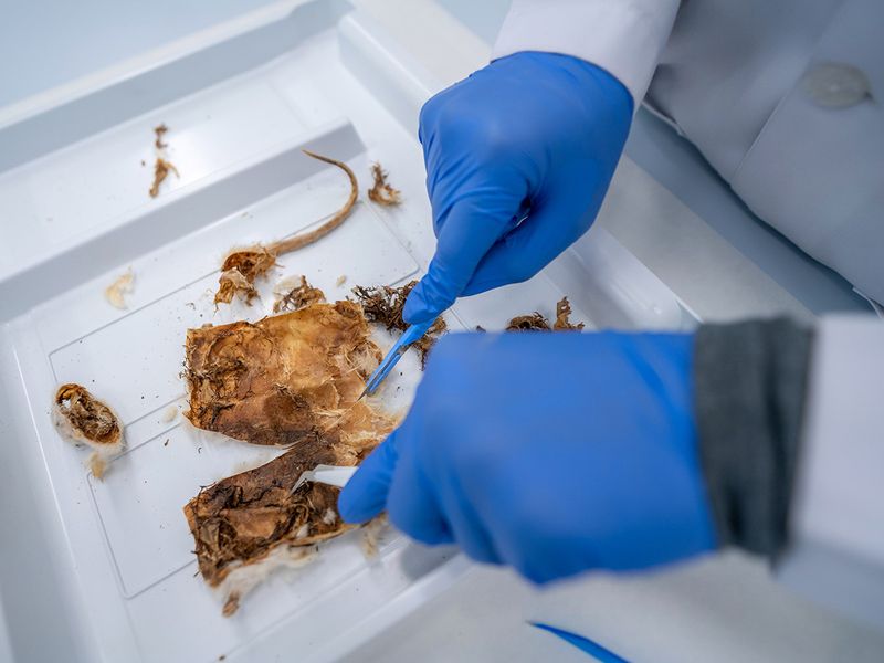 Dubai-Police-determines-Time-of-Death-with-Forensic-Entomology-2-1642927099557