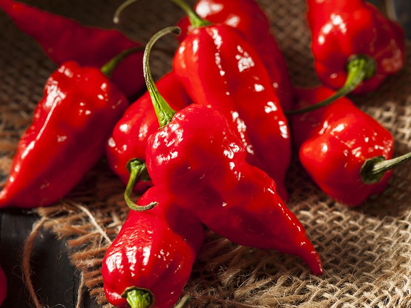 One of the spiciest chillies in the world – bhoot jholokia or ghost chillies are from Assam