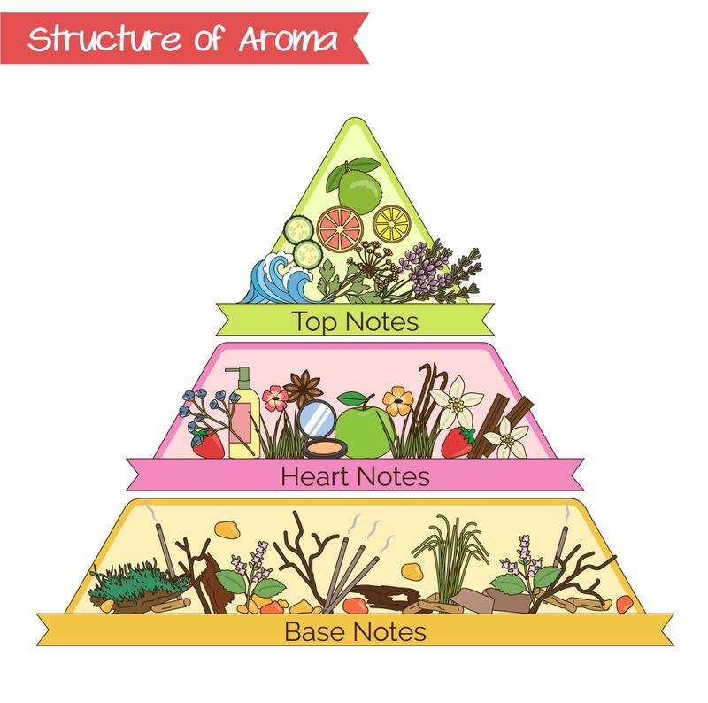 Structure of Aroma Fragrance Perfume 