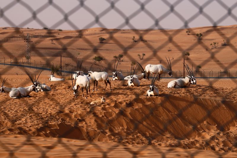 A herd of Arabian Oryx 