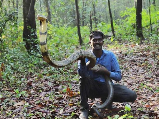 Kerala snake expert and wildlife conservationist Vava Suresh