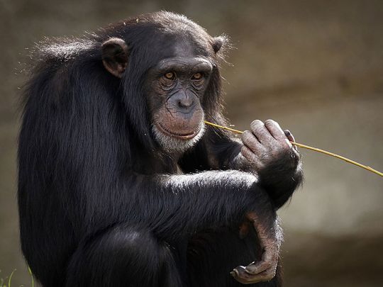 STOCK Chimpanzee Chimpanzees chimps