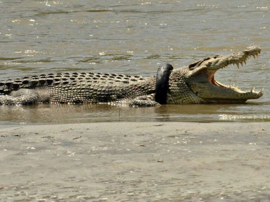 Crocodile freed from tyre stuck around its neck for five years | Asia ...