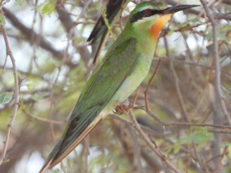 Blue-cheeked Bee-eater-1644642466153