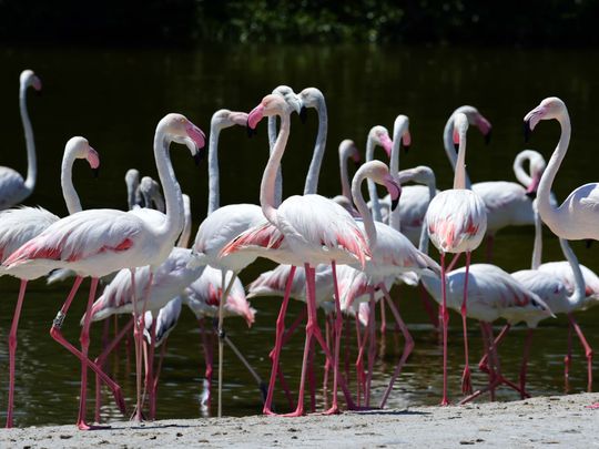 Watch: How more than 460 migratory birds are enriching UAE's biodiversity |  Health – Gulf News